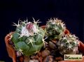 TURBINICARPUS lophophoroides  PP207